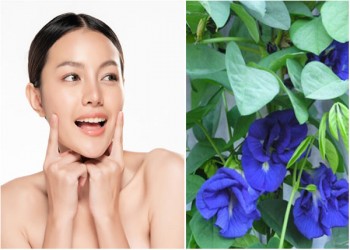 Tác dụng của hoa đậu biếc đối với sức khỏe và làn da của bạn